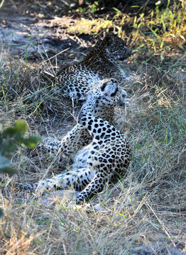 Leopoard in Moremi Game Reserve
