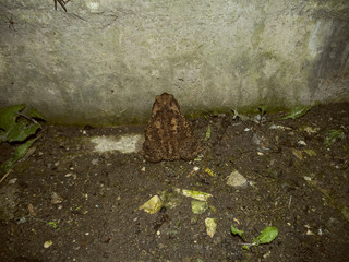 Toad on the background of a concrete wall in the evening