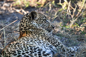 Leopoard in Moremi Game Reserve