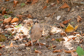 garrulus glandarius in the natural environment