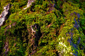 Moss growing on a tree