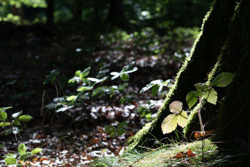 Beautiful view on the forest ground in summer