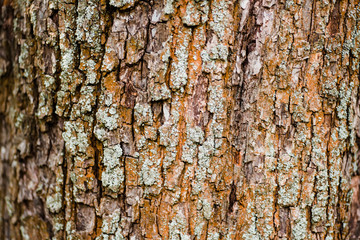 Nature wood bark