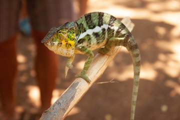 caméléon