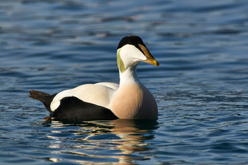 Common eider swimming