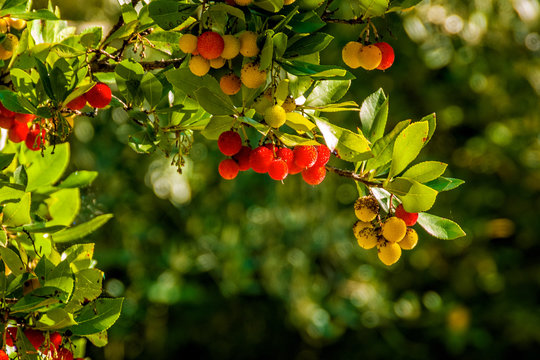 strawberry tree fruit