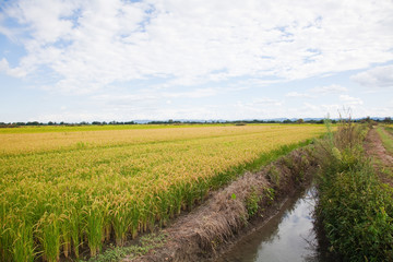 Italian rice fields in summer