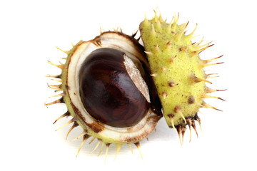 Opened chestnut in a shell on white background