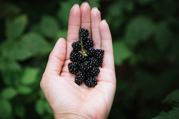 Hand Full of Wild Blackberries