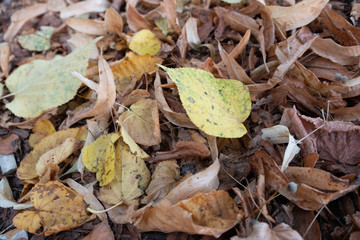 autumn leaves