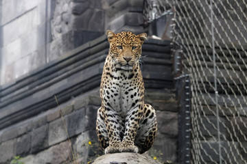 Panthère de Java assise