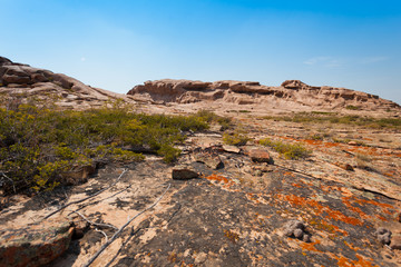 juniper grows on stones with lichen and moss on the background of mountains