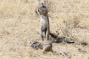 Cape ground squirrel