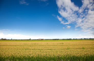 Italian rice fields in summer