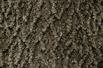 texture of the trees in the forest