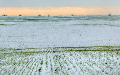 Winter fields in the snow. Winter. Wheat. Winter fields. South of Russia. © Фёдор Лашков