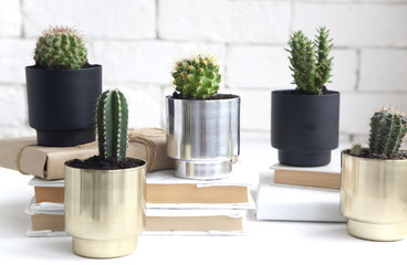 house cactus plants in beautiful metal pots. an idea for decorating a room