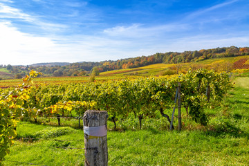 Weinberge im Herbst, Deutsche Weinstraße in der Nähe von Bad Bergzabern