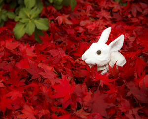 Bunny in red leaves