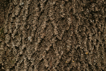 texture of the trees in the forest