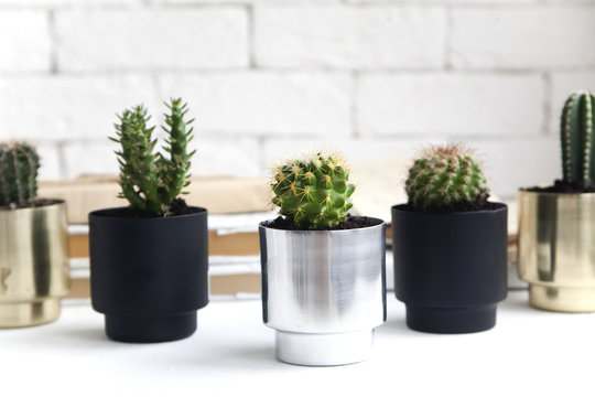 house cactus plants in beautiful metal pots. an idea for decorating a room
