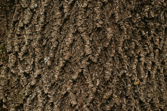 texture of the trees in the forest