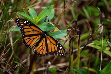 Monarch Butterfly Sitting on Plant with Open Wings