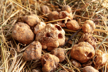 White Truffles (Tuber Magnatum) on hay