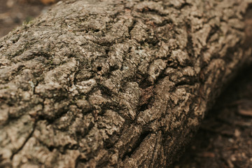 texture of the trees in the forest