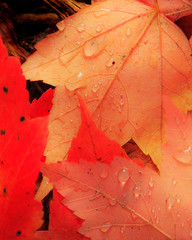 Mixed fall colors