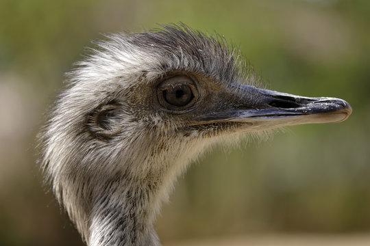 Portrait profile of female grey greater rhea (Rhea americana)
