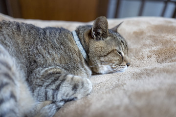ベッドでくつろぐ猫