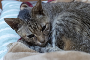 ベッドでくつろぐ猫