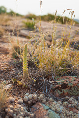 Succulents grow in the desert steppe next to stones and dry grass
