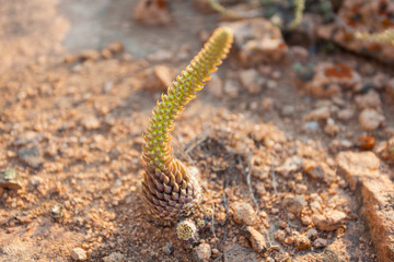 lonely cactus in the middle of a desert land in a selective focus