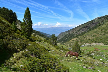 Fototapeta na wymiar Cheval sauvage Massif du Puigmal / Pyrénées Orientales