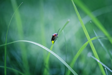 Firefly on grass at dusk
