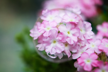Pink flowers inside a bubble