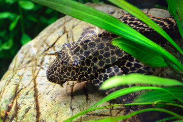 Close-up view of tropical catfish Plecostomus in home aquarium