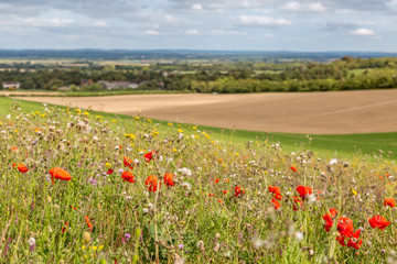 Looking out over a meadow of wild flowers, with Sussex farmland behind