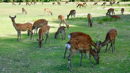 Rehrudel, Hirsche und Rehe im Rudel