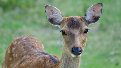 Reh, Ricke, Hirschkuh