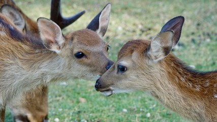 Reh, Rehkitz stehend