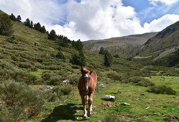 Jeune cheval dans le massif du Puigmal / Pyr&eacute;n&eacute;es Orientales