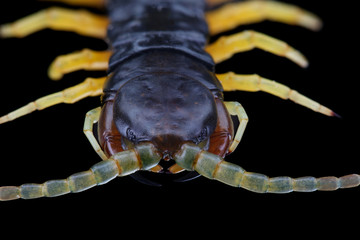 Head of centipedes (Scolopendra). Macro
