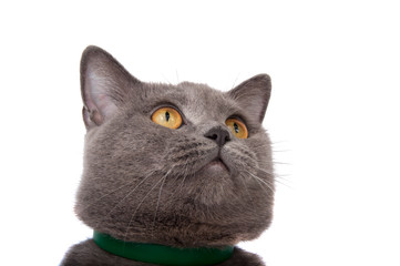 blue gray british cat isolated on the white