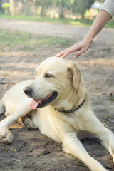 Woman hand is petting dog head.