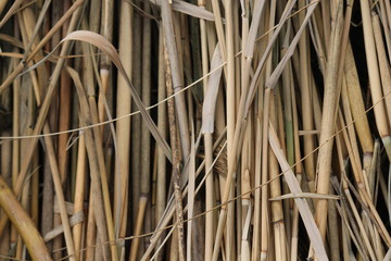  Wall from reeds, background from reeds, bamboo background