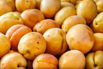 organic fruits apricots on the farm market. Ripe juicy apricots as background