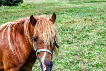 Horse in the field. A close-up of a horse that is grazing in a field.